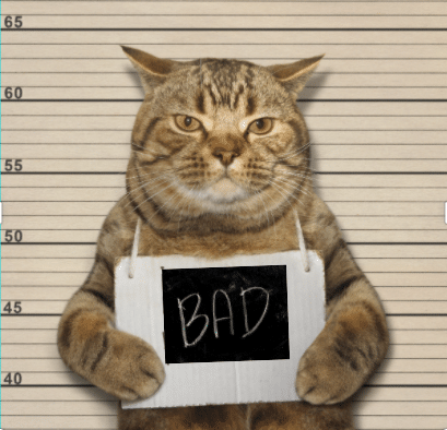 bad_cat